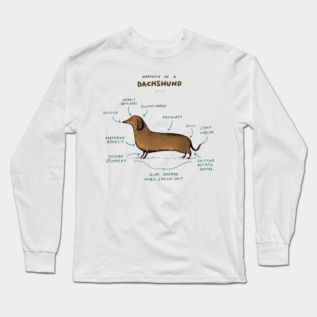 Anatomy of a Dachshund